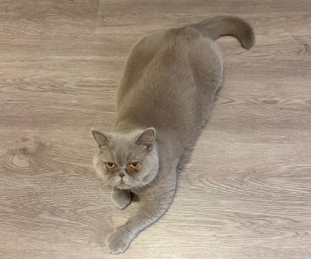 Britse korthaar Poes (2 jaar) met stamboom