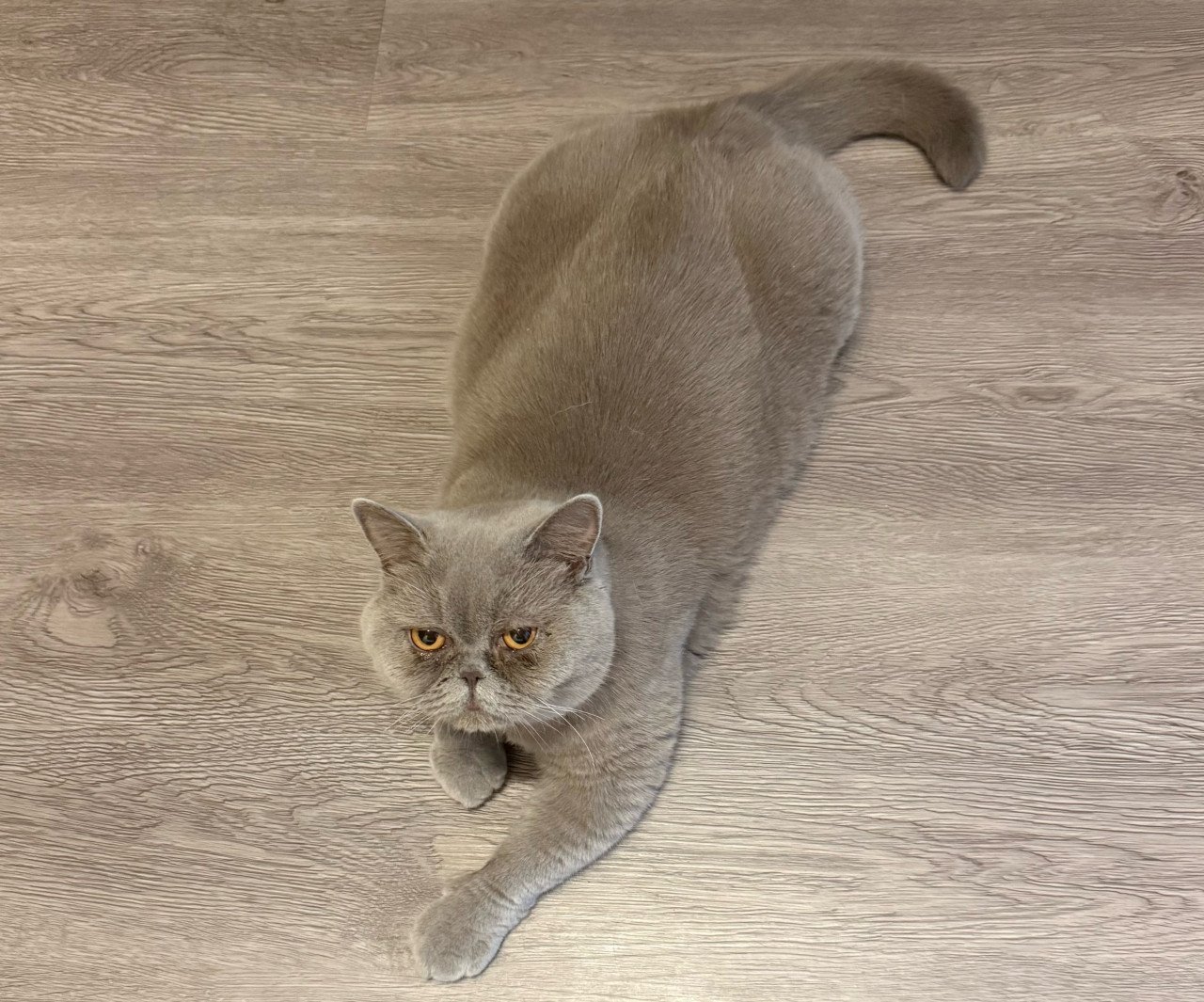 Britse korthaar Poes (2 jaar) met stamboom