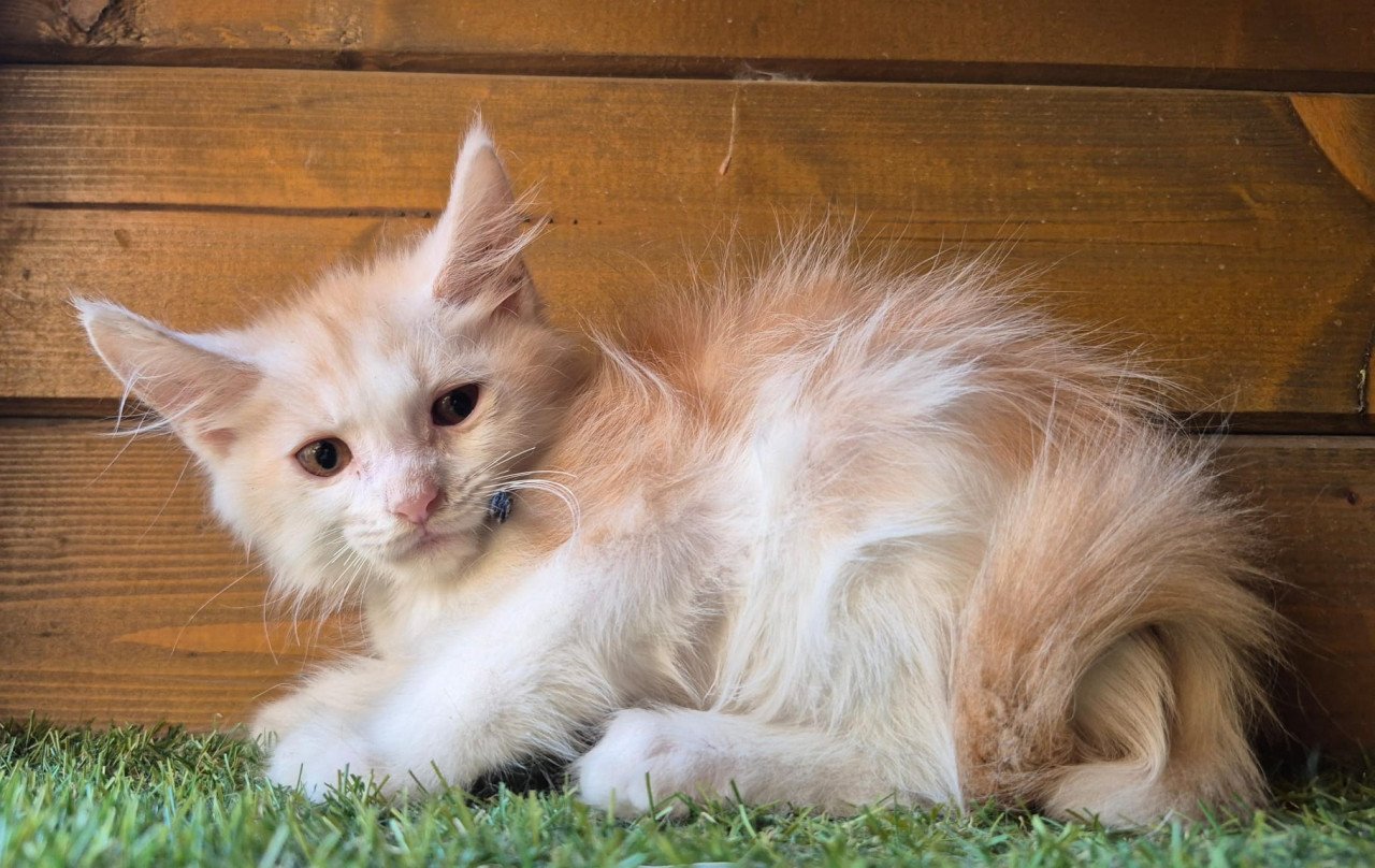 Maine coon kittens