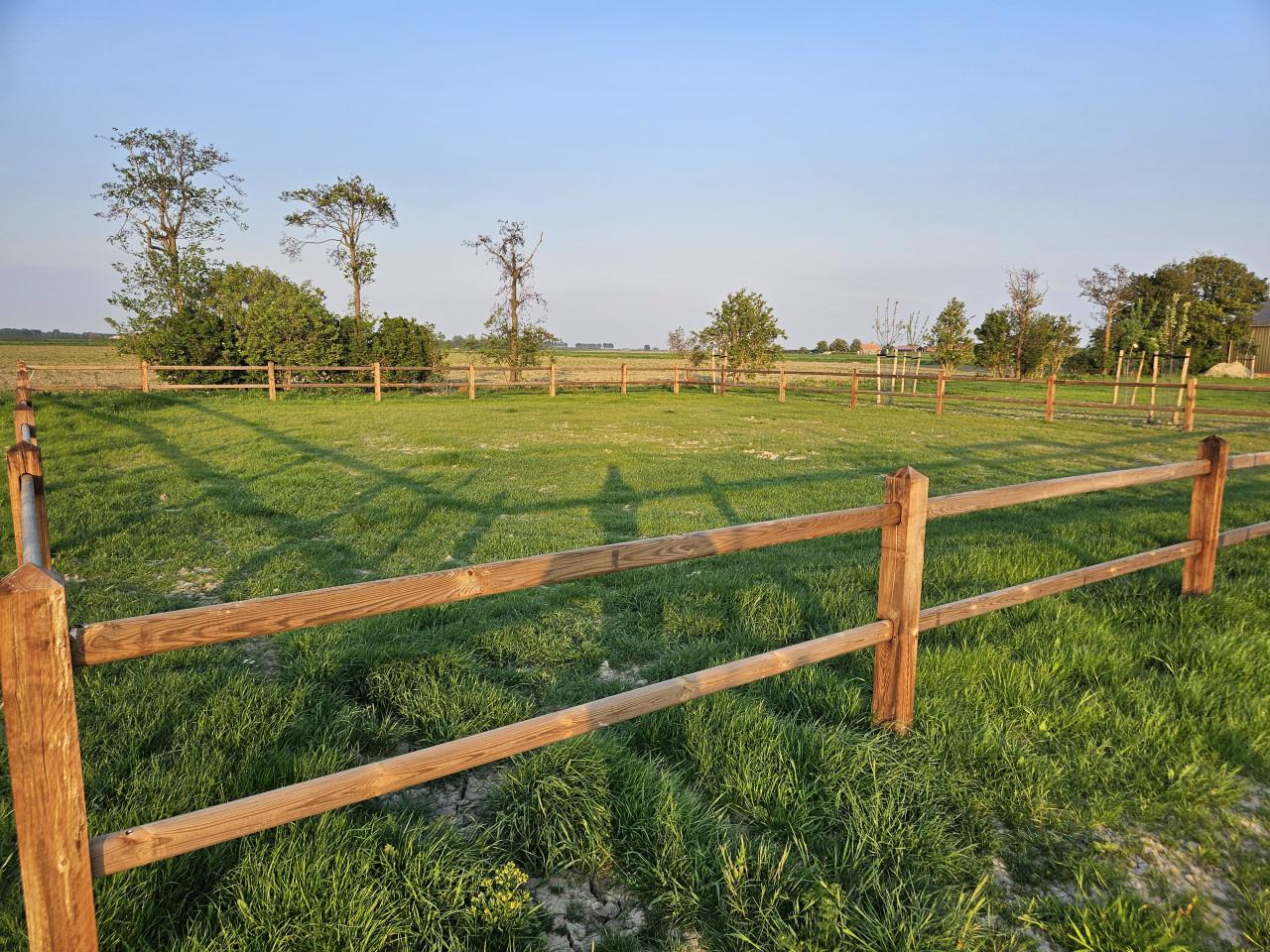 Weidegang voor pony