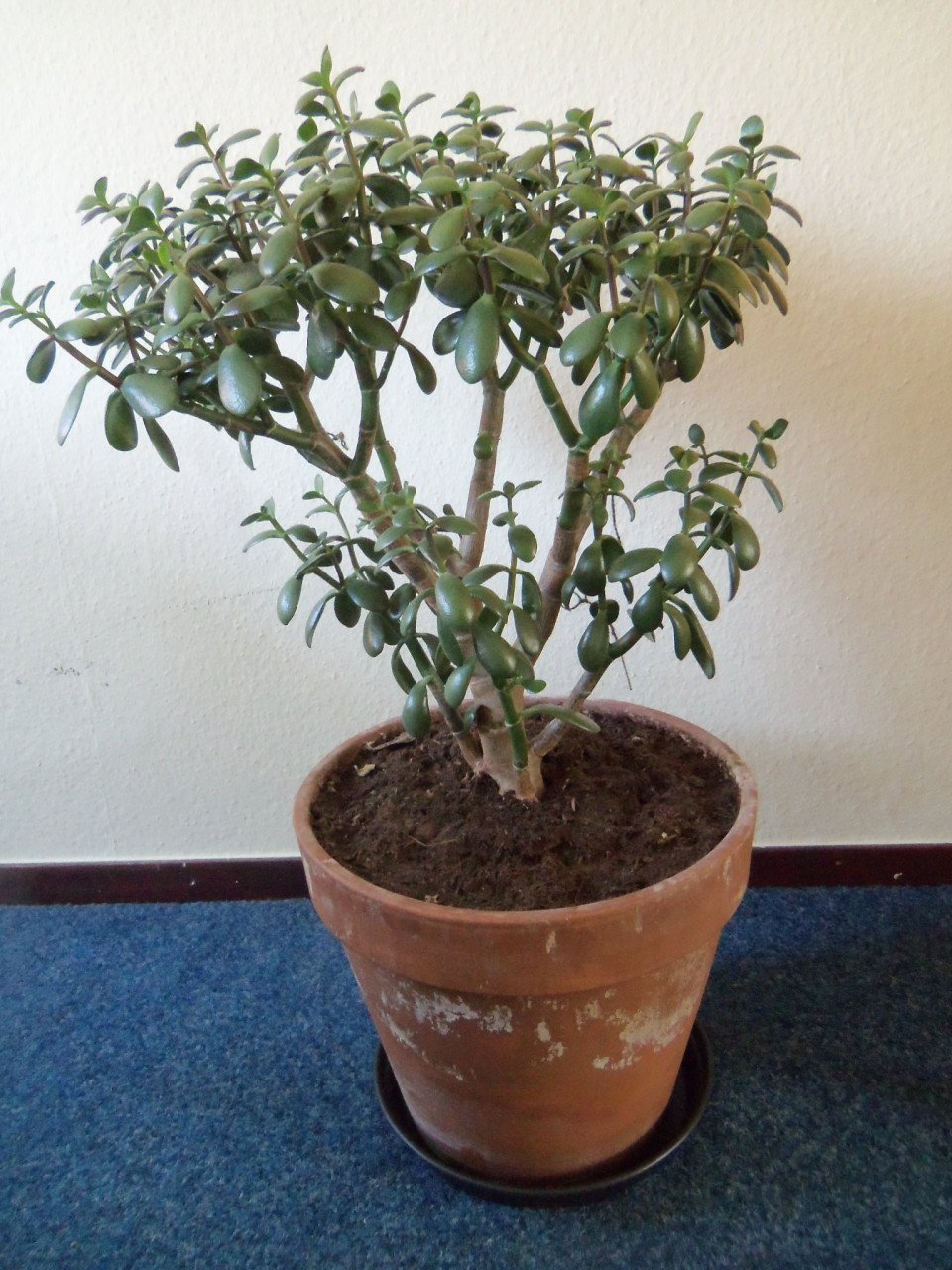 CRASSULA PORTULACEA. MAKKELIJKSte VETPLANT DIE ER BESTAAT.