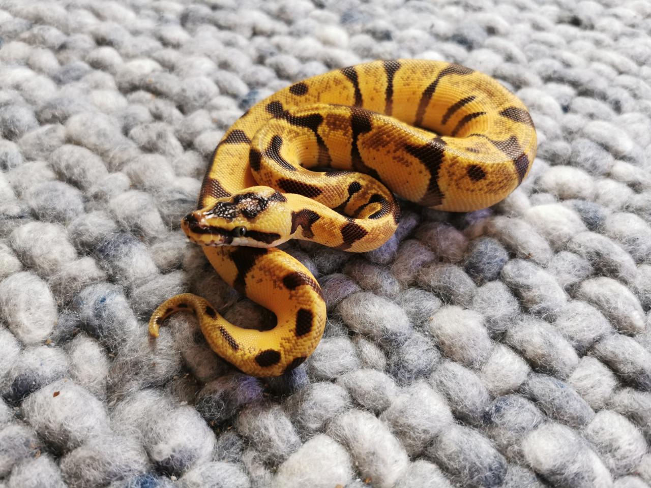 Super Enchi Pastel Koningspython