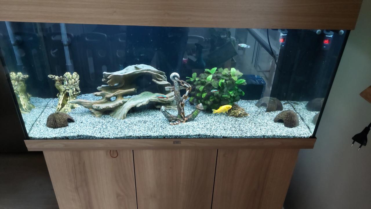 Aquarium Rio Juwel 180 met vissen bestand