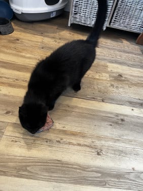 Zwarte Kater