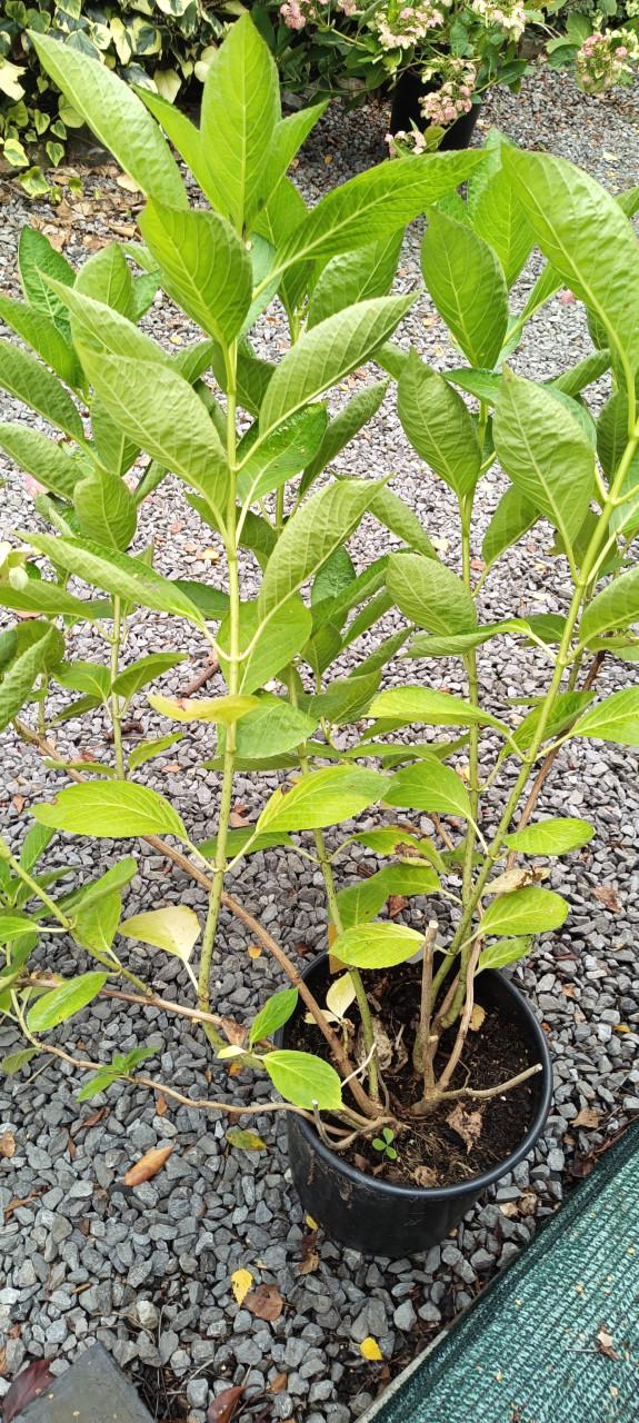 Mooie grote Hortensia's aangeboden in pot !  ++ TIP ++