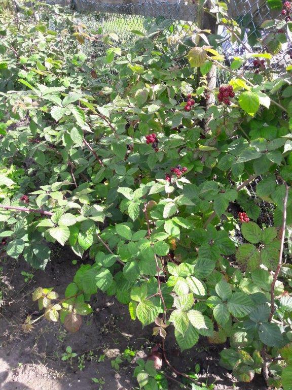 Bramenplanten, bessenstekken, druivenstekken, druivenplanten