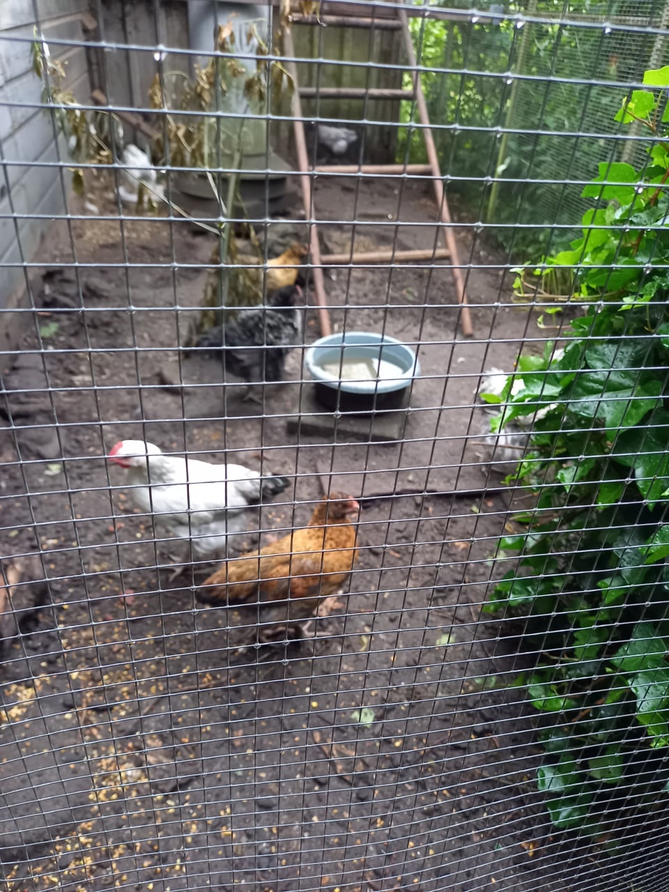 JONGE KIPPEN (groothoender krulveer cochin X legkippen)