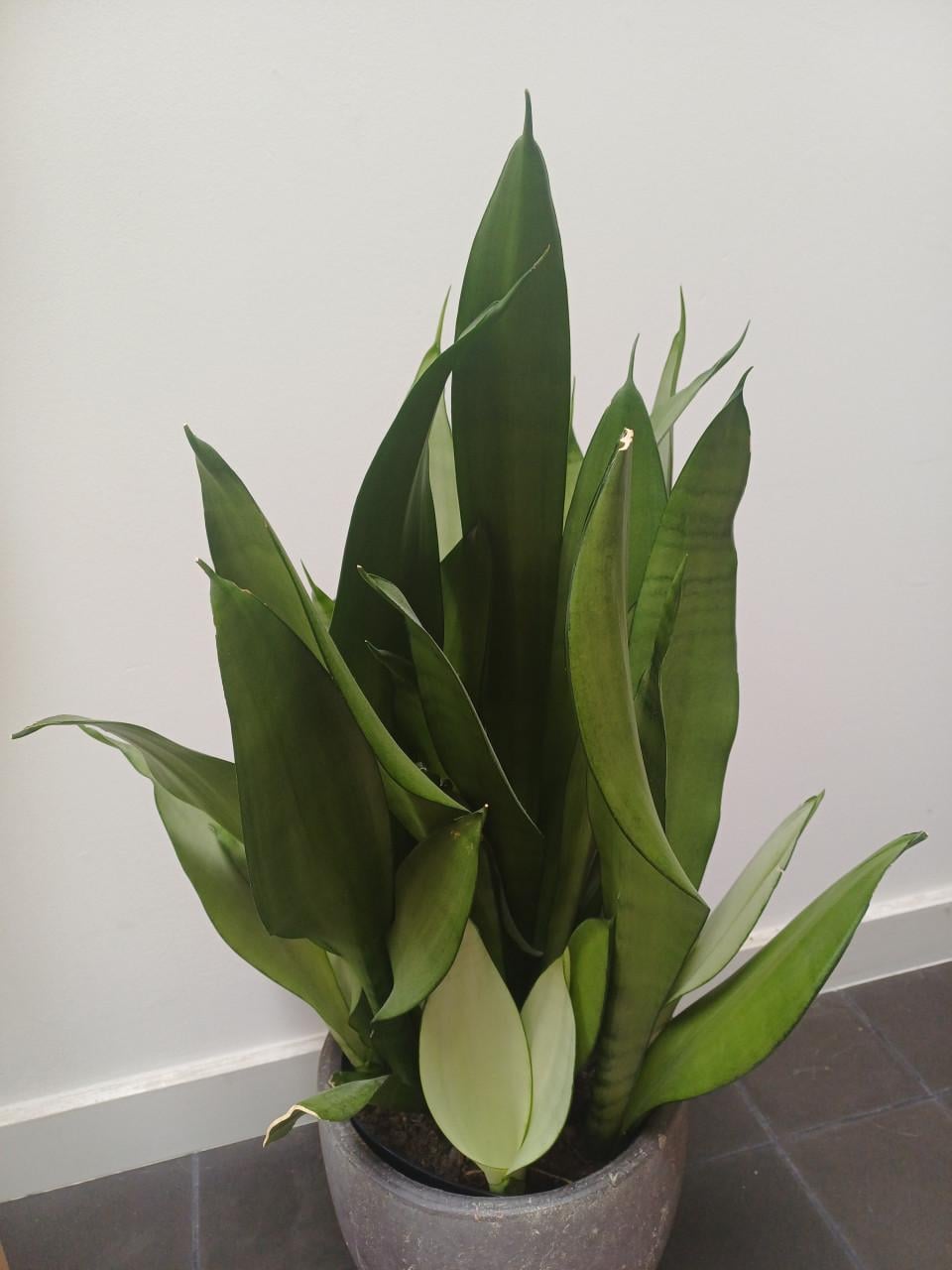 Prachtige volgroeide STEKKEN van de Sansevieria Moonshine