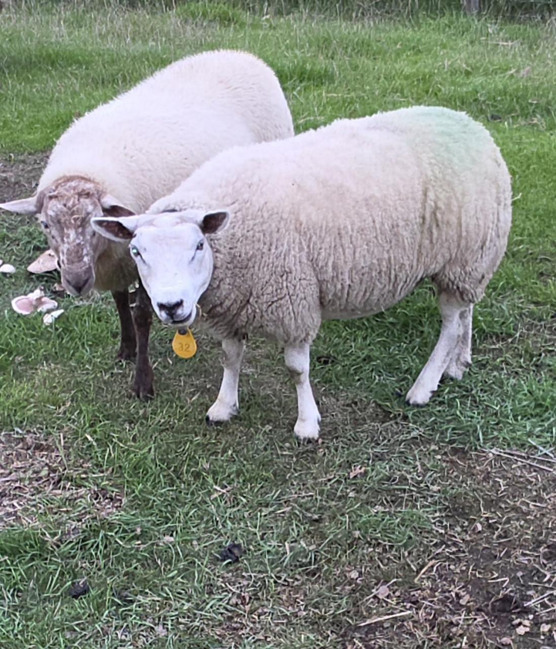 Schapen schaap drachtig diverse rassen