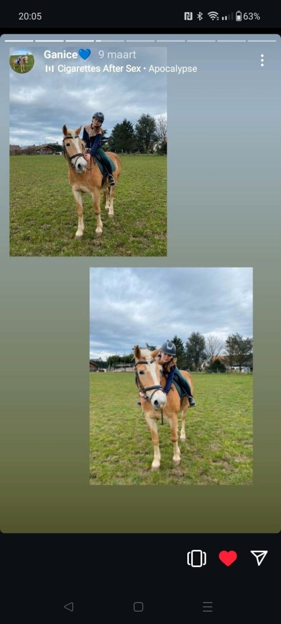 Kruising haflinger x freiberger 21/8/2024 merrie