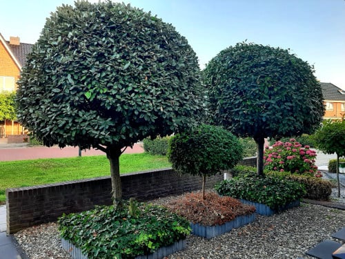 TE KOOP 2 Prunus  BOMEN