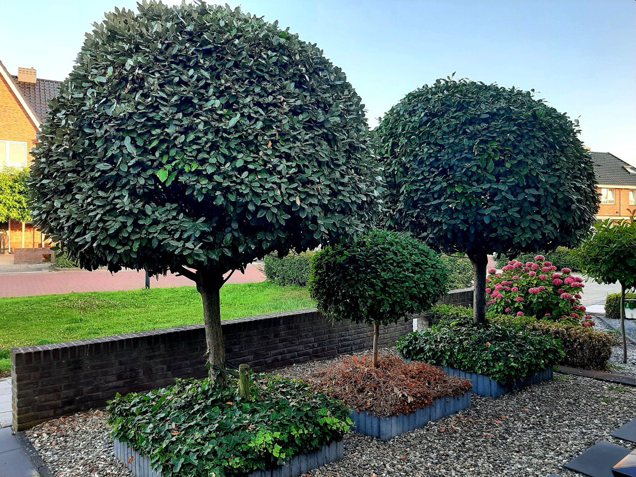 TE KOOP 2 Prunus  BOMEN