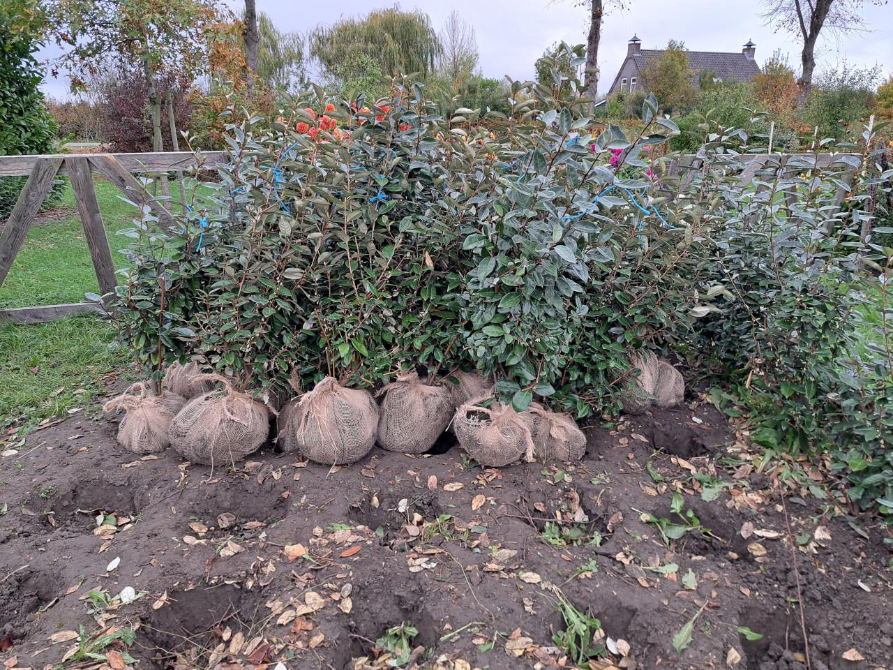 Olijfwilg (Elaeagnus)