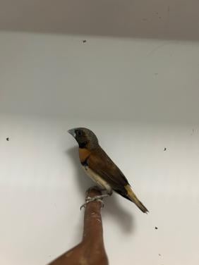 1-1 bruinborst rietvink