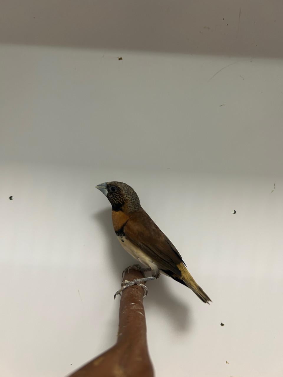 1-1 bruinborst rietvink