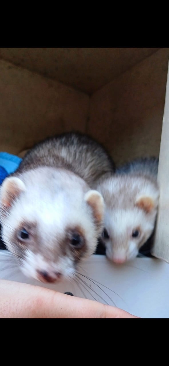 Twee wildkleurige fretjes zoeken een goed huisje