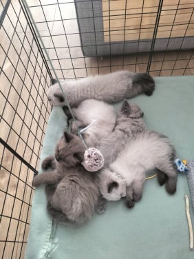 Super snoezige ragdoll kittens