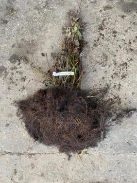 Rode kornoelje 25 stuks