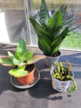 KAMERVETPLANTEN