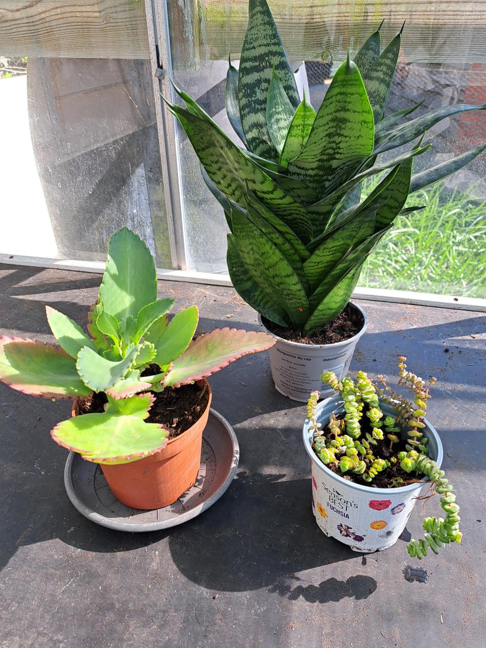 KAMERVETPLANTEN