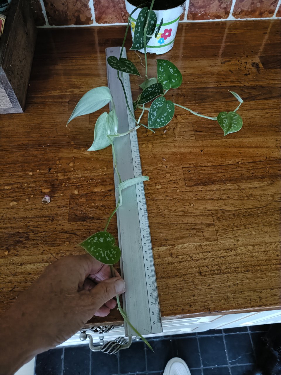 Kamerplanten en kleine courgette plantjes
