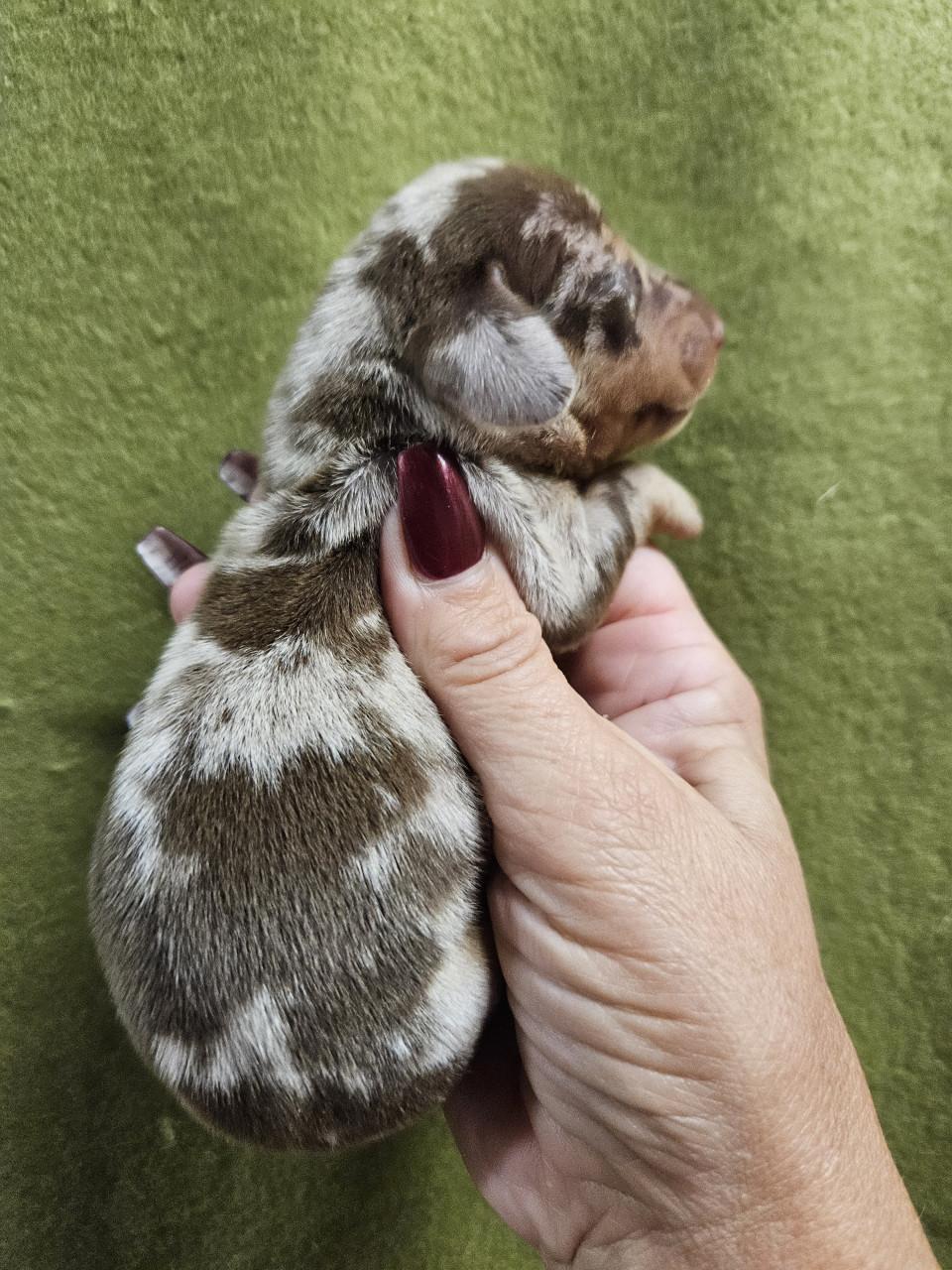 FATTORIA DEL BASOTTO teckel kennel