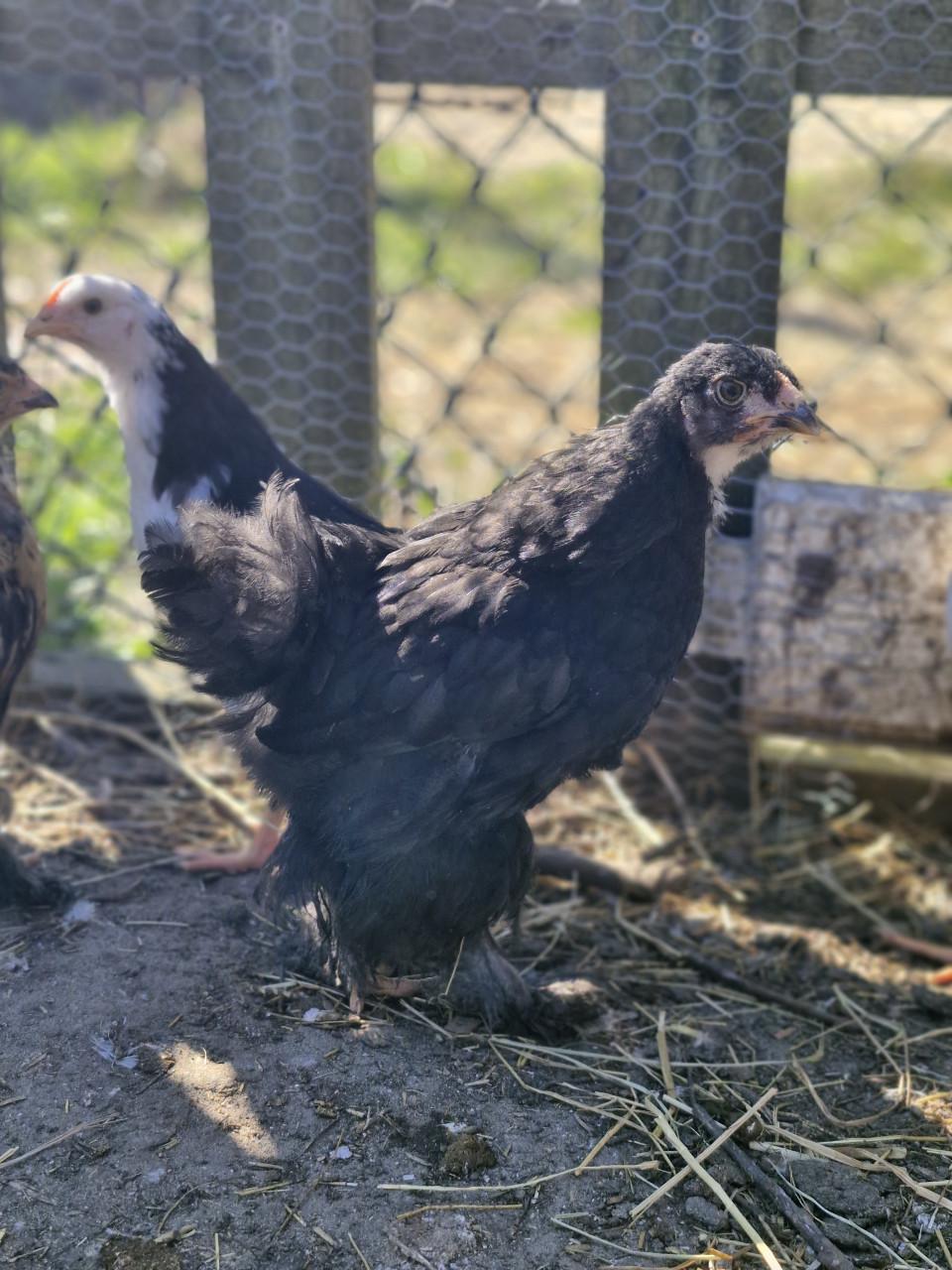 2  zwarte brahma dames mogen verhuizen