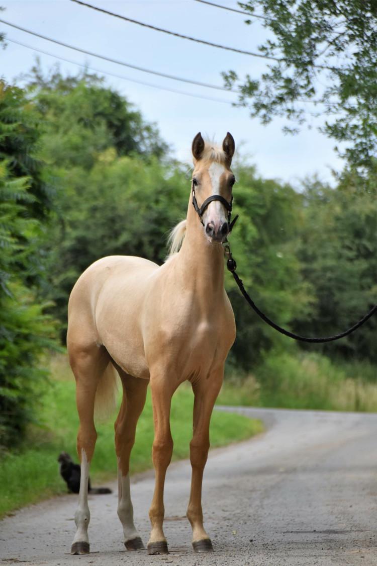 6-jarige PRE Palomino merrie