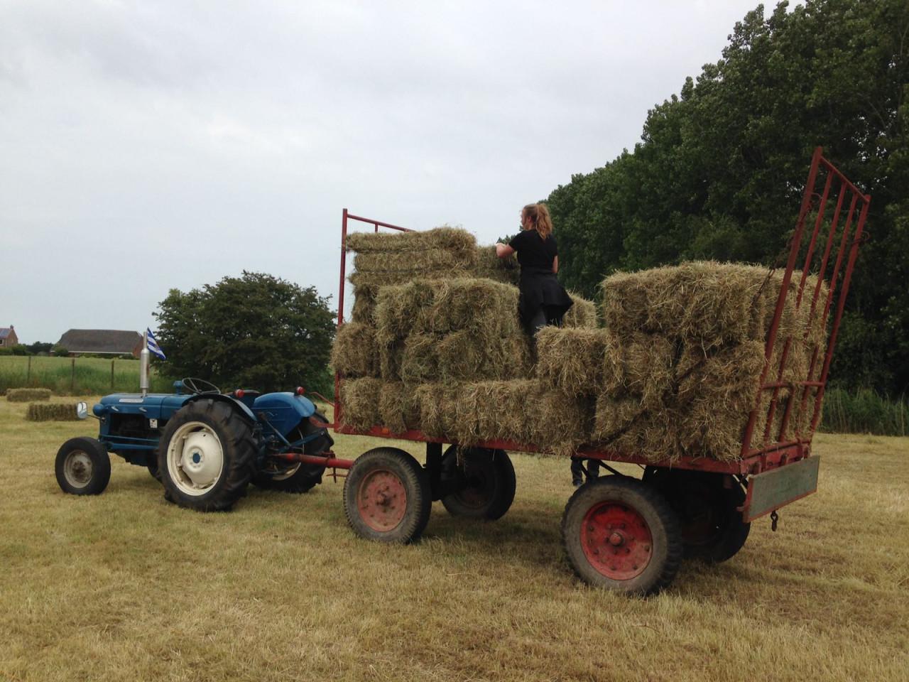 Kleine baaltjes weidehooi
