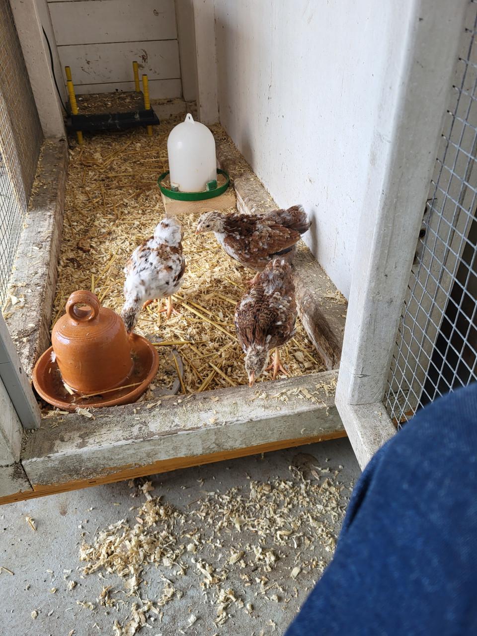 Wyandotte krielkip roodporselein