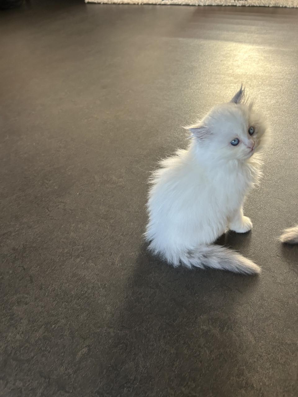 Schitternde poes zkt liefdevol huis evt met haar kitten samen