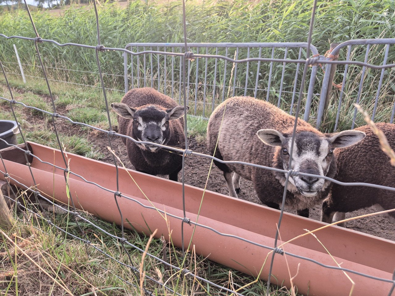 Schapen