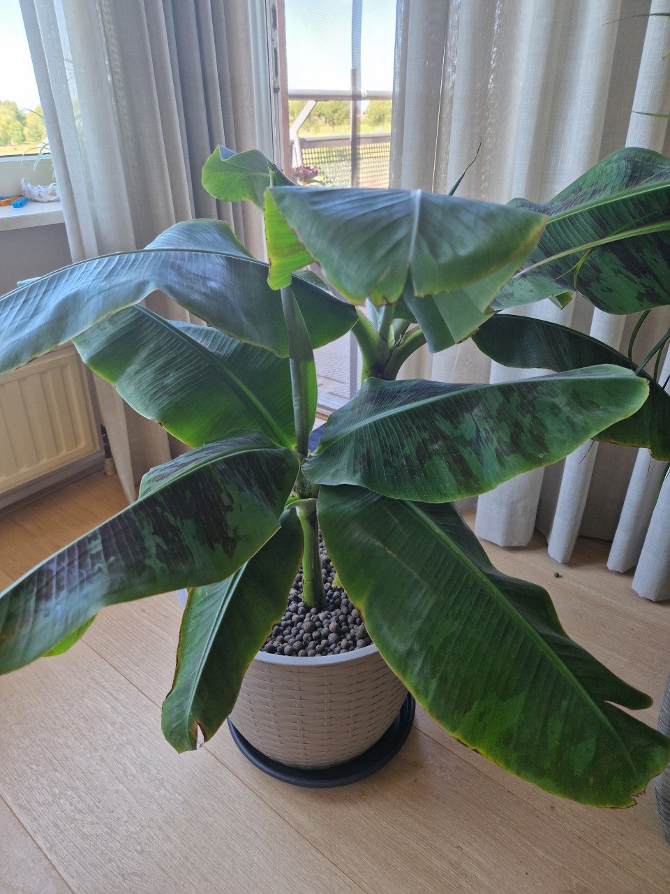 Kamerplant