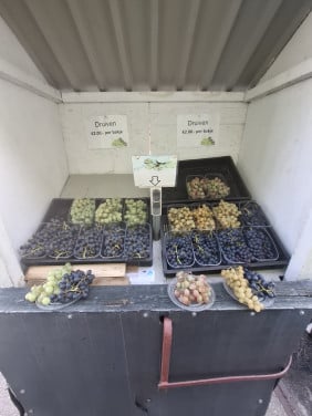 Druiven knippen/ verkoop in Oudelande