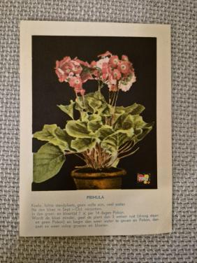 Reclamekaarten planten 1933 ( Pokon )