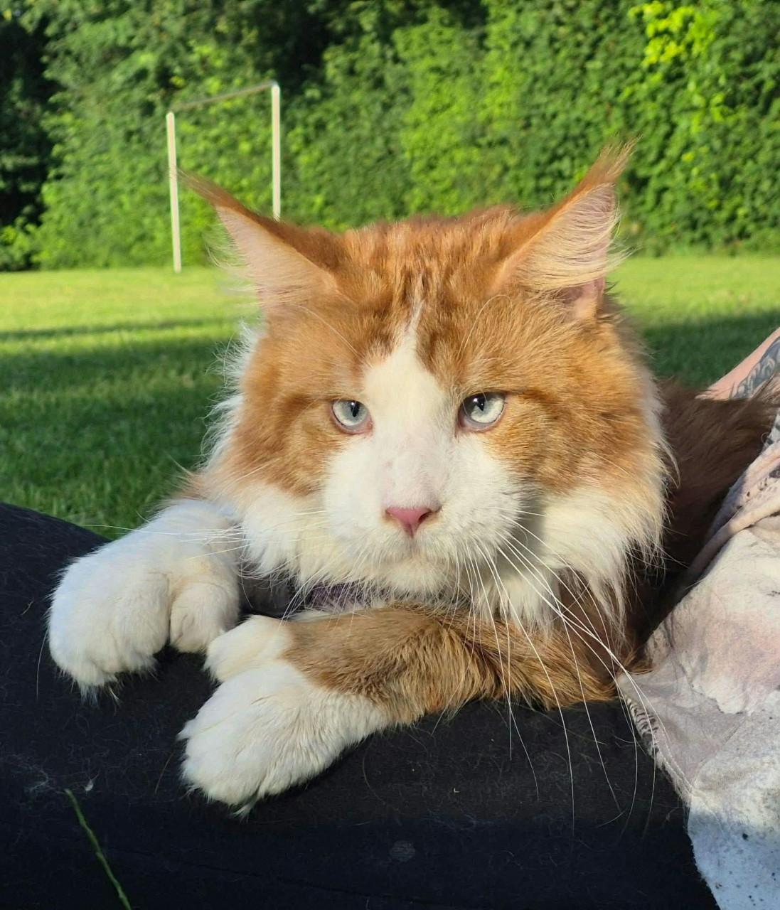 Volbloed maine coon kittens