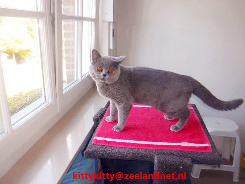 Kattenhotel Kitty Kitty, in Axel