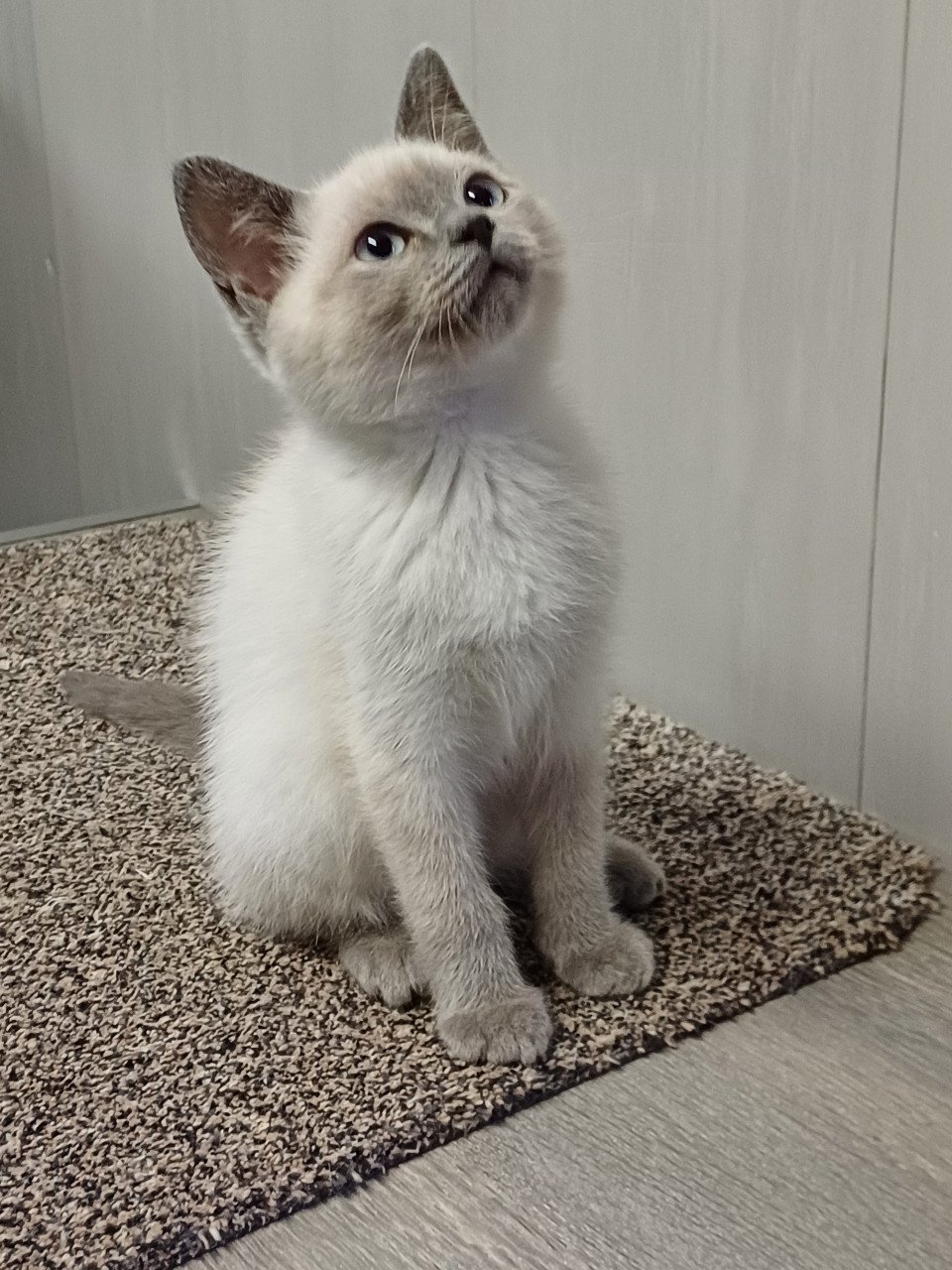 Super leuke Brits Korthaar x Ragdoll kittens beschikbaar.