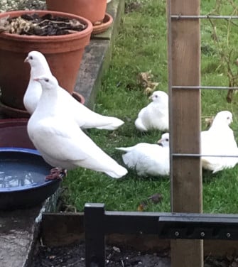 Witte postduiven