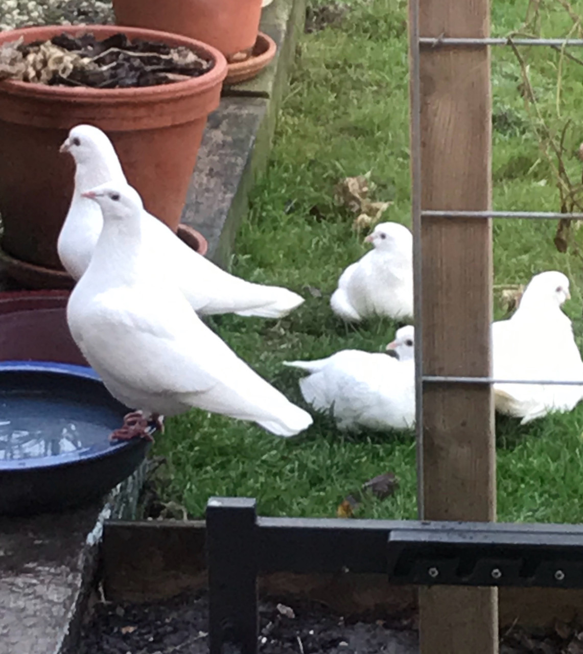 Witte postduiven