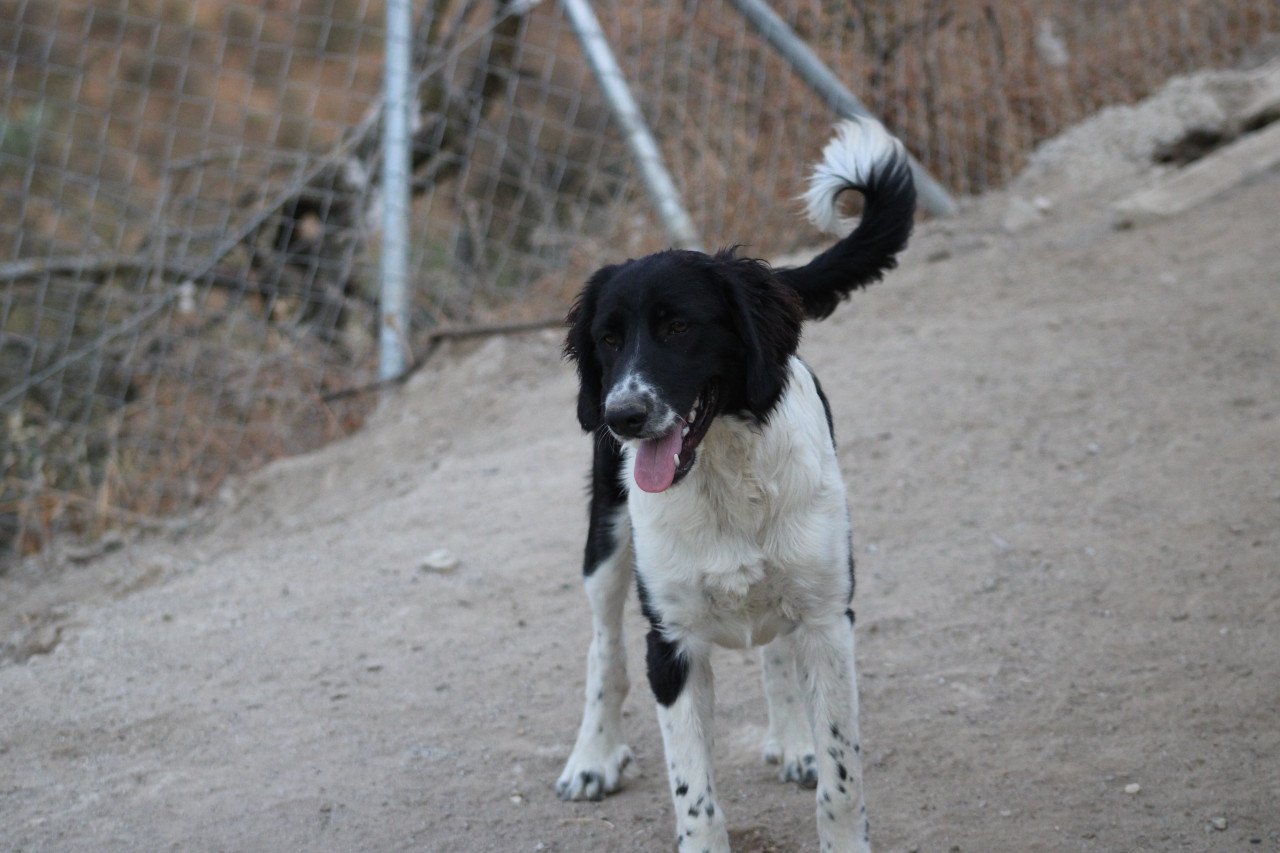 Alora Dog Rescue: Mike, wie geeft hem een mand?
