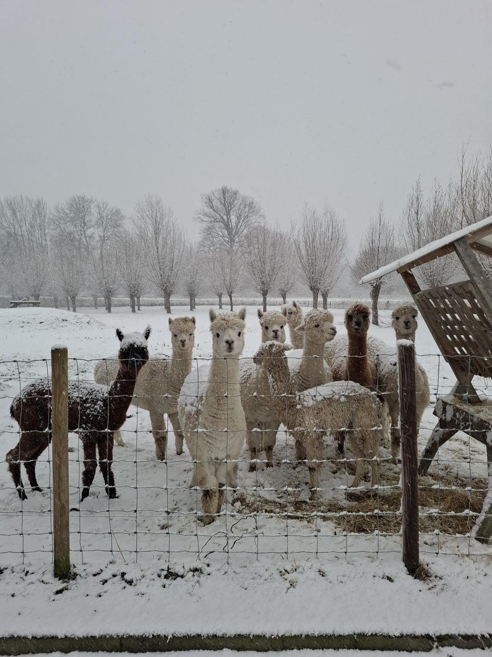 Lieve alpacas