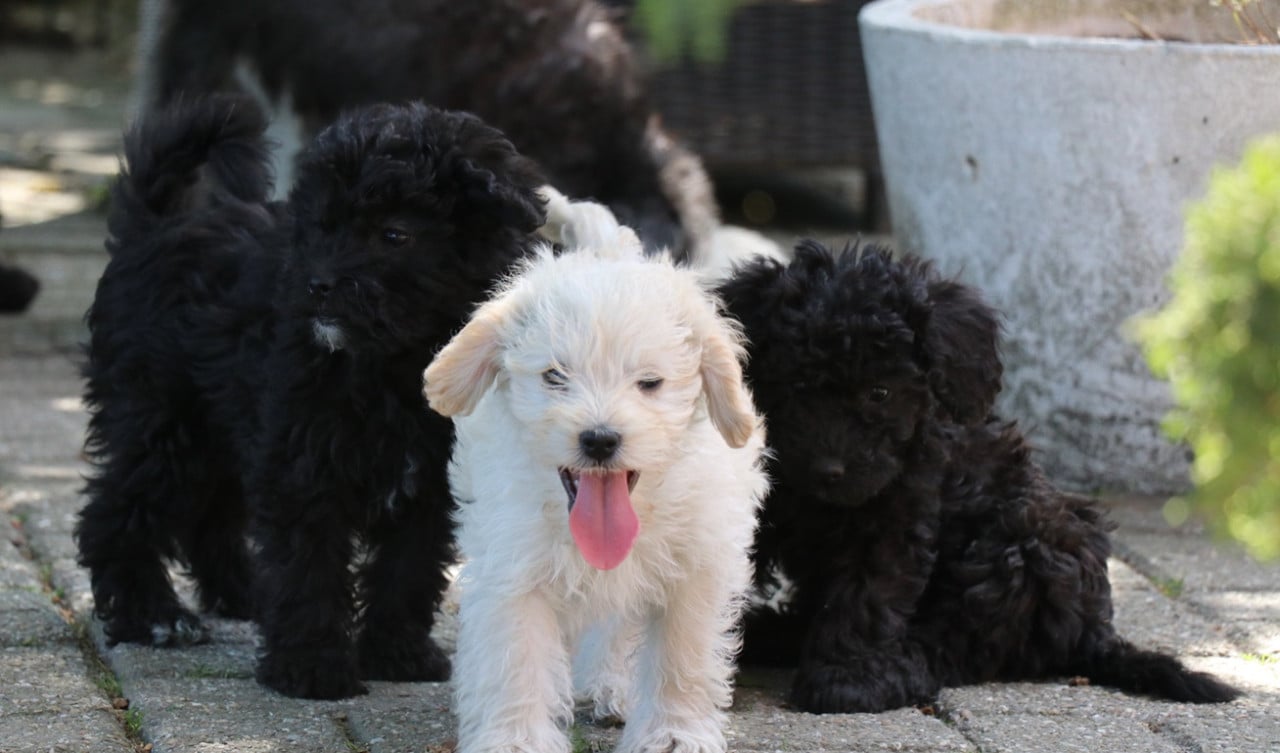 Maltipoo pups beschikbaar