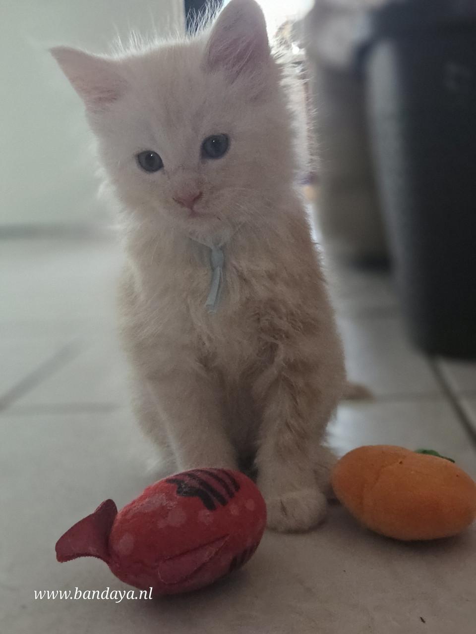 Mega mooie maine coon kittens met stamboom