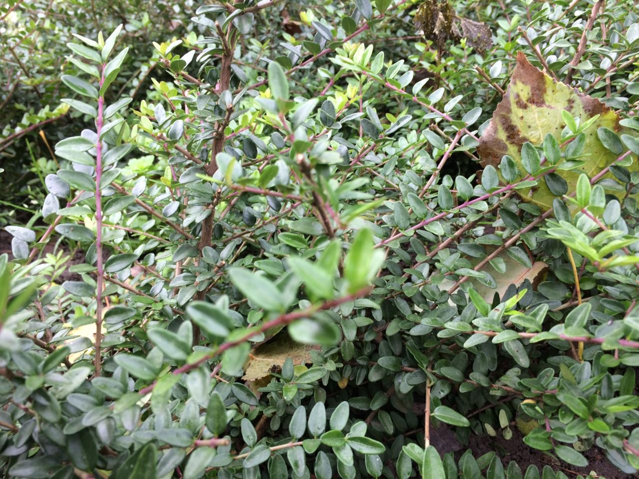 Lonicera nitida (maigrun/elegant)