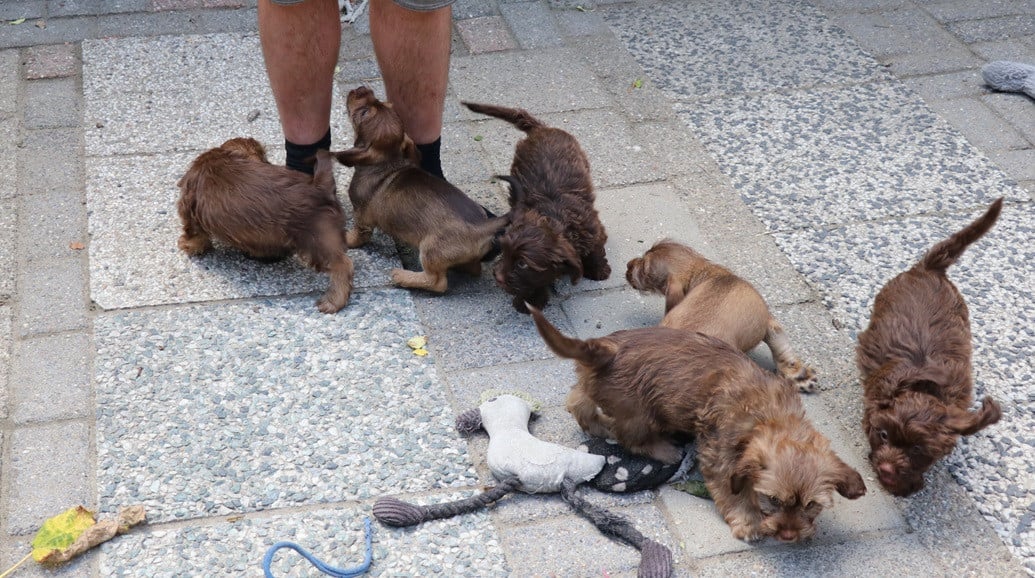Kruising Shih tzu pups bruin-choco bruin