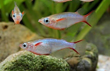 Mooie groep Oryzias woworea