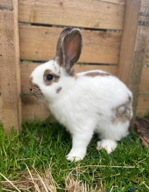 Konijnen te koop