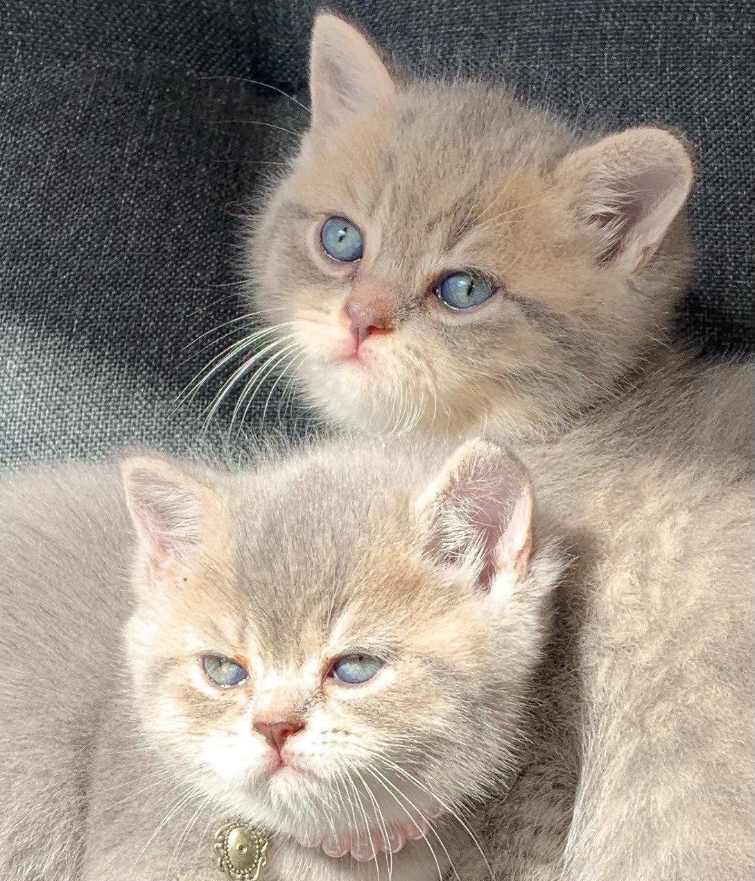 Brits korthaar kitten katertje 7 wkn