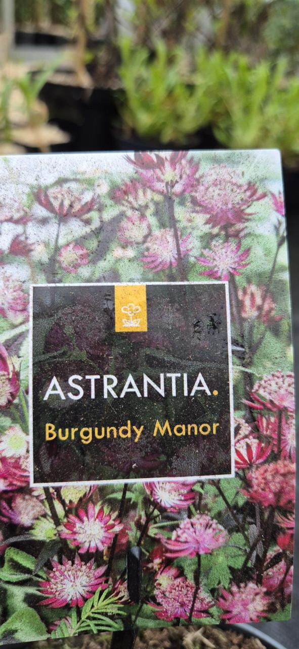 Zeeuws knoopje 2 liter pot